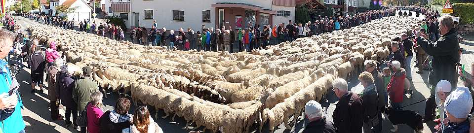 Alle Schafe